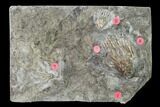 Three Species of Crinoids on One Plate - Gilmore City, Iowa #148695-1